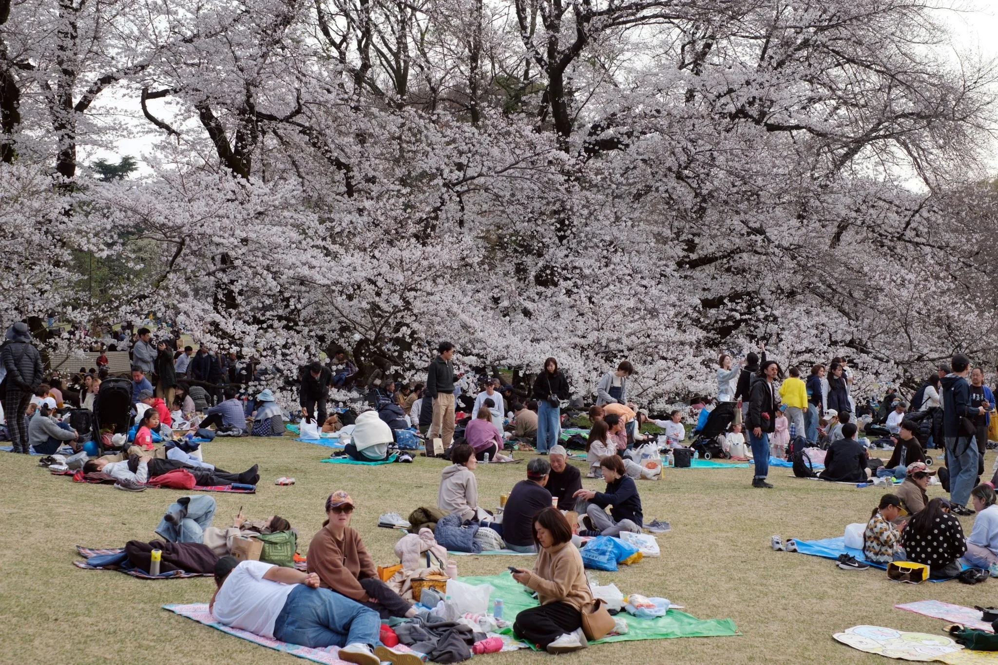 Ιαπωνία: Ακυρώνεται το φεστιβάλ ανθισμένων κερασιών λόγω μαζικού τουρισμού