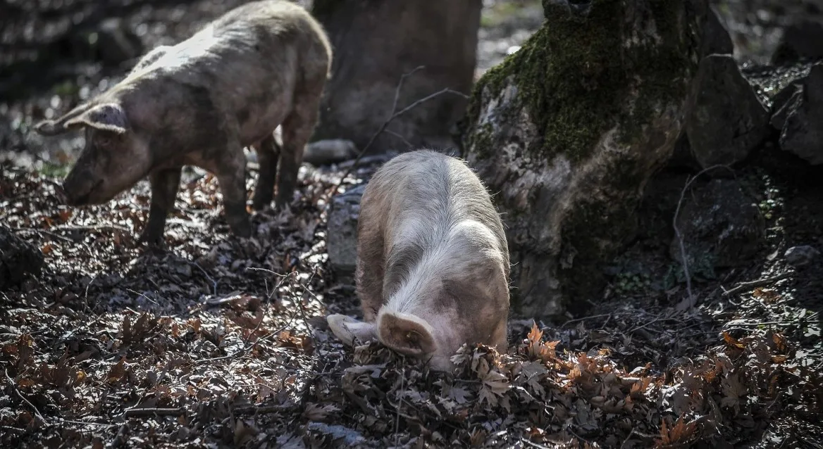 «Συναγερμός» στην Ισπανία για γρίπη των χοίρων, προειδοποίηση για μετάδοση στον άνθρωπο
