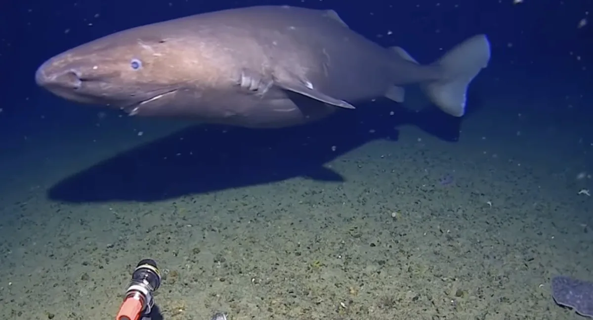 Σπάνιο εύρημα: Πρώτη καταγραφή sleeper καρχαρία στα παγωμένα νερά της Ανταρκτικής ΒΙΝΤΕΟ