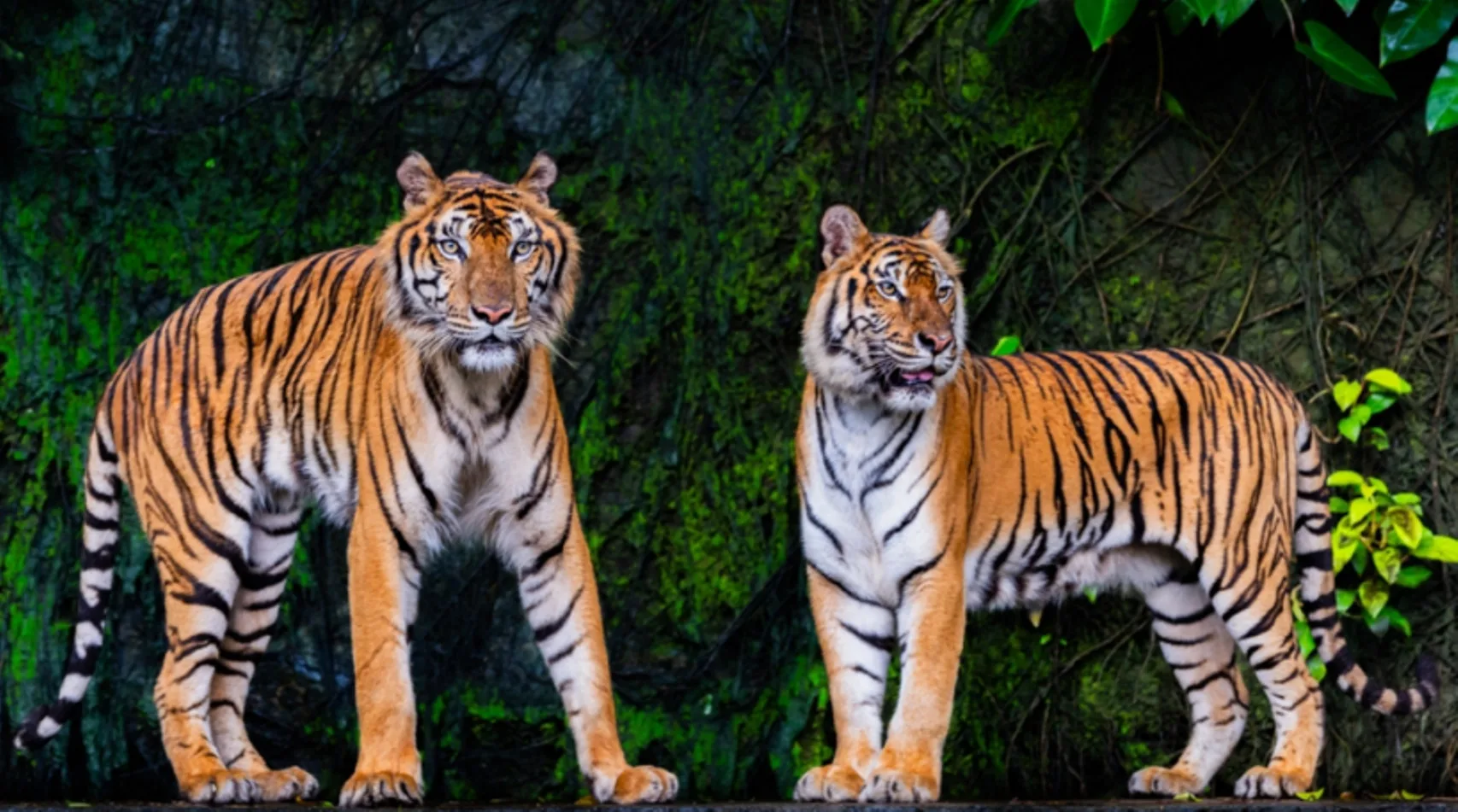 Δεκάδες νεκρές τίγρεις σε πάρκο στην Ταϊλάνδη, το «ύποπτο» κοτόπουλο