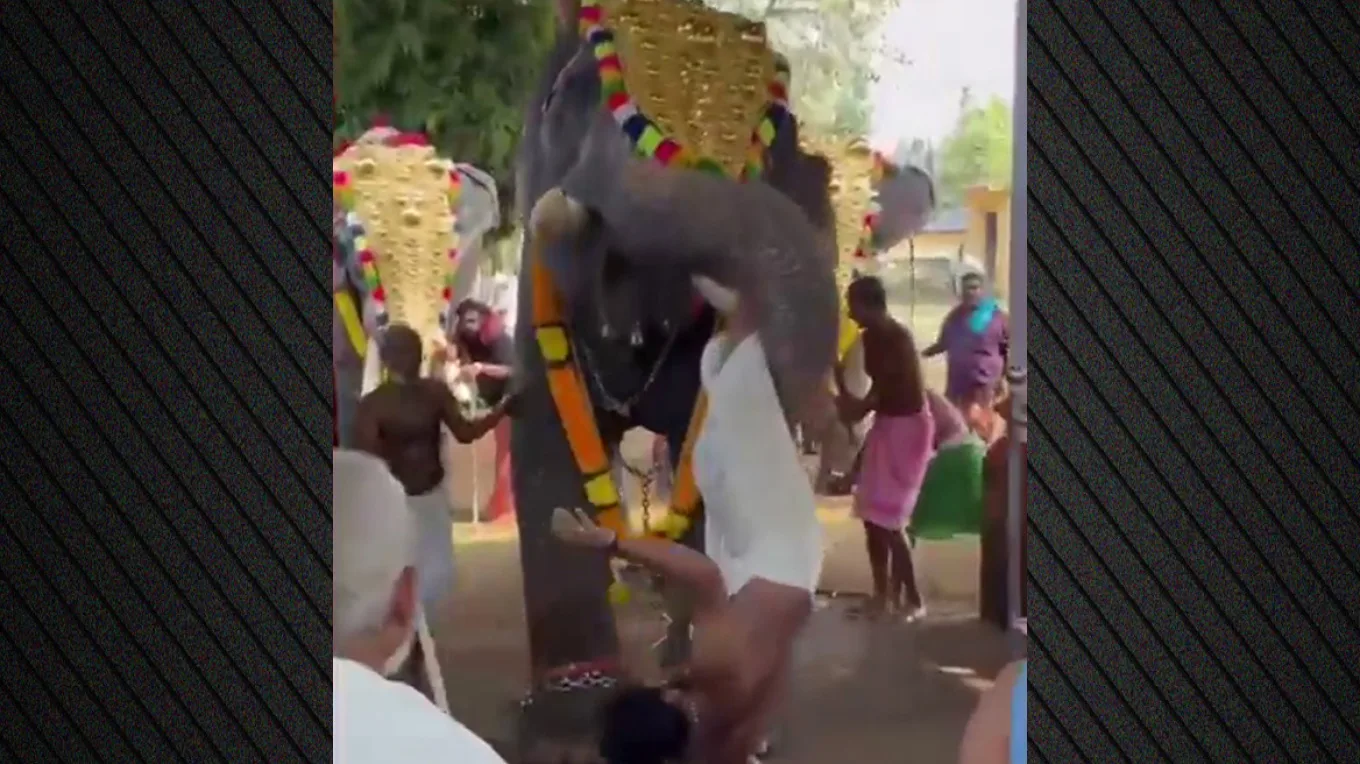 Ινδία: Ελέφαντας άρπαξε άνδρα με την προβοσκίδα του και τον εκσφενδόνισε, σοβαρός ο τραυματισμός του, ΒΙΝΤΕΟ