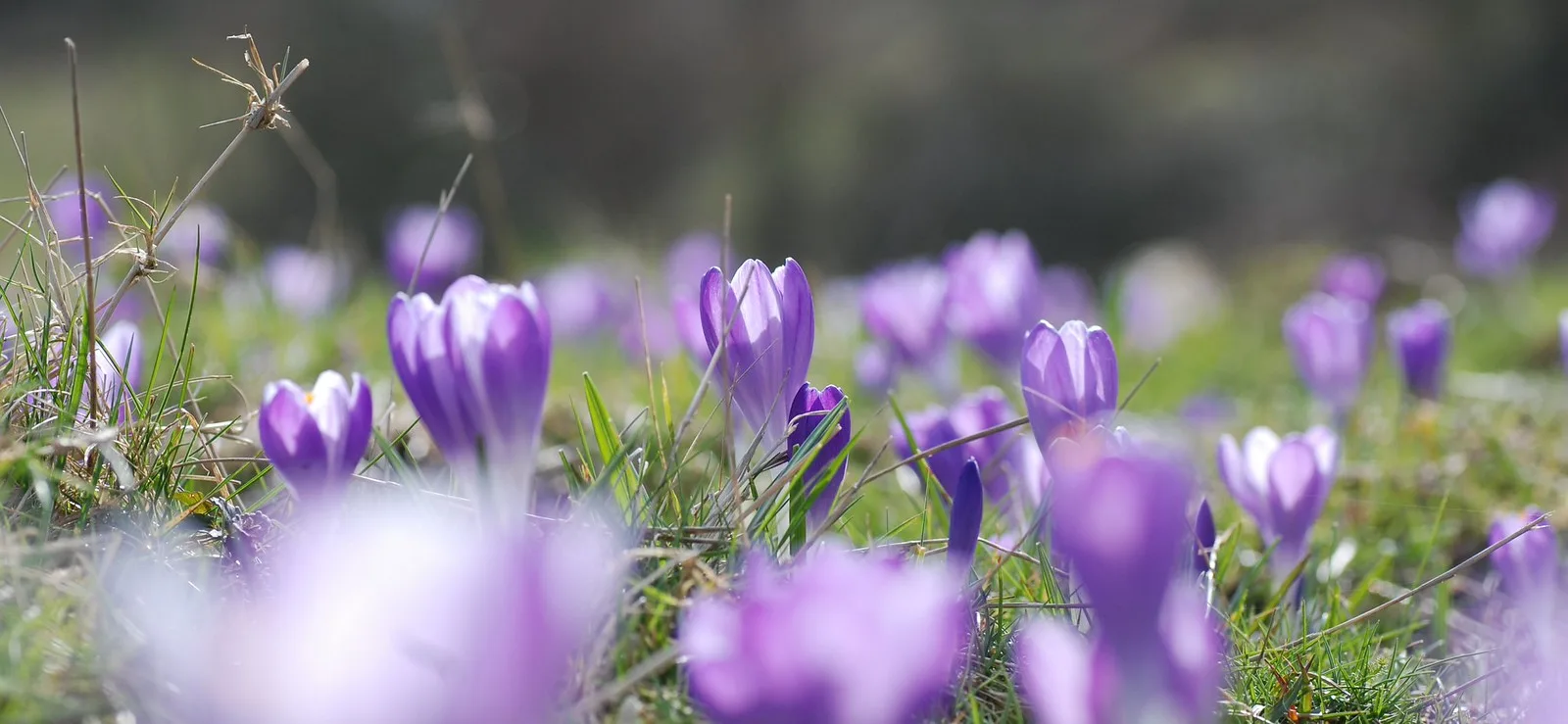 Το μυστήριο λιβάδι των κρόκων: Εκατοντάδες χιλιάδες λουλούδια σηματοδοτούν κάθε χρόνο την άνοιξη στη βρετανική ύπαιθρο