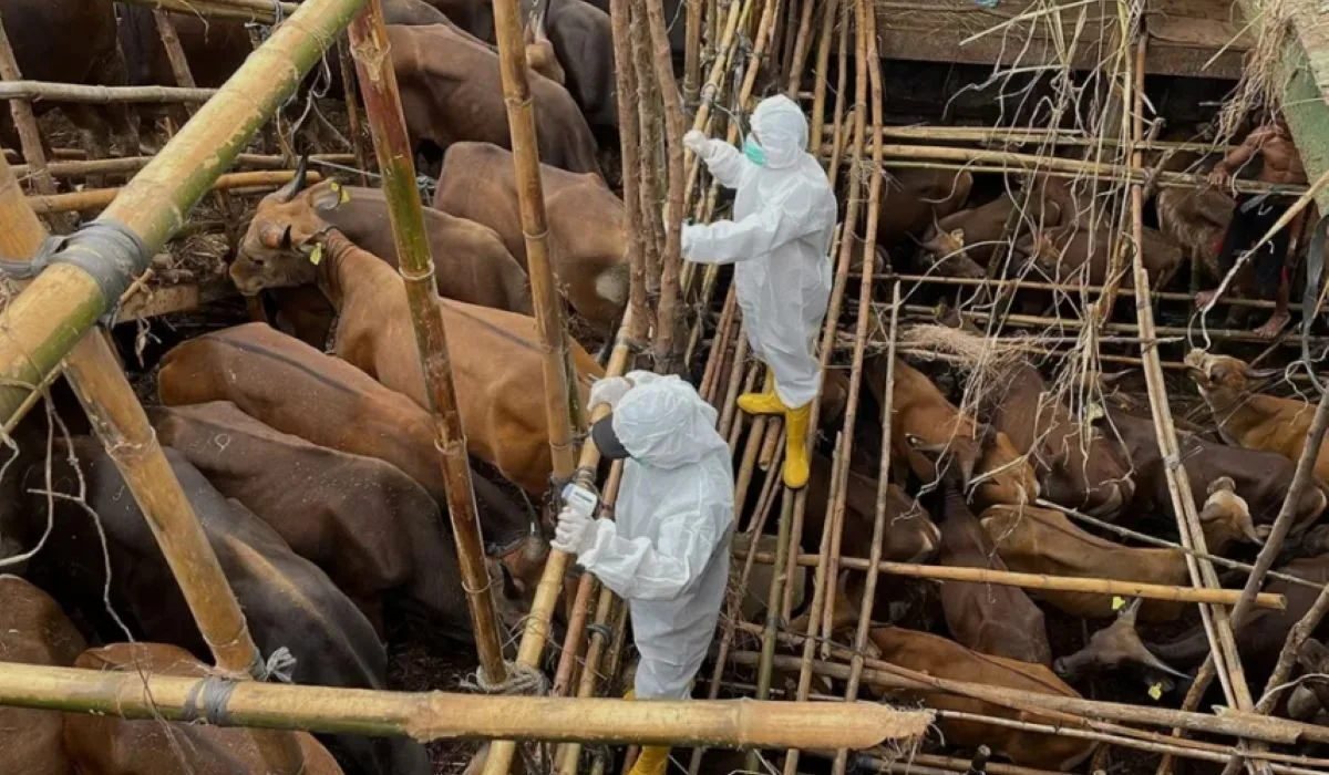 Κατεβάζει ρολά η Μυτιλήνη λόγω αφθώδους πυρετού