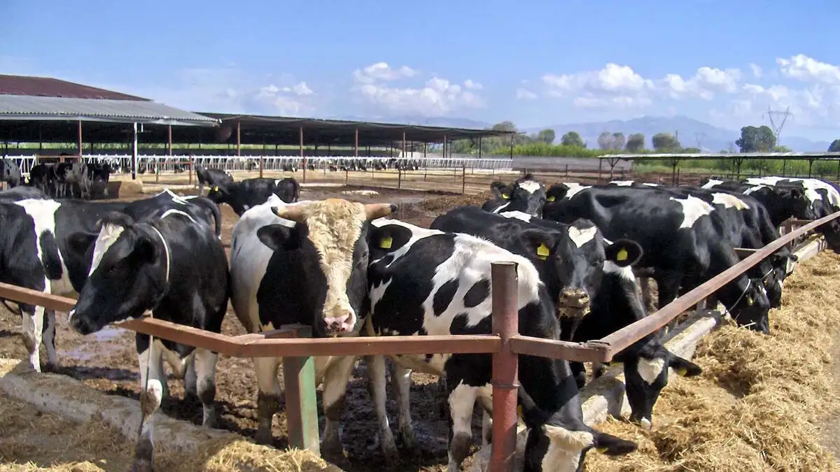 Υπουργείο Αγροτικής Ανάπτυξης και Τροφίμων: Αποζημιώσεις στη Λέσβο για το γάλα λόγω του αφθώδους πυρετού