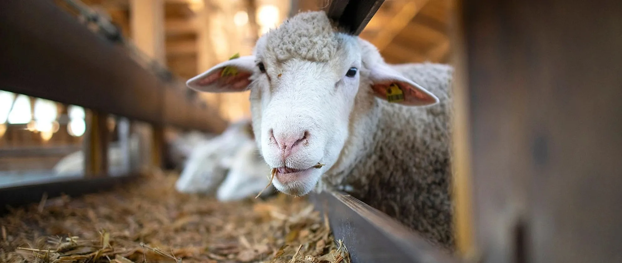 Ευλογιά αιγοπροβάτων στη Βαλανιδοράχη Πάργας – Ζώνη καραντίνας 5 χλμ. και έκτακτα μέτρα στην Ήπειρο