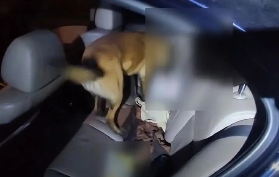 Εύζωνοι: Σκύλος ανίχνευσης ναρκωτικών εντόπισε 518 γραμμάρια ηρωίνης σε κουτί δημητριακών ΒΙΝΤΕΟ