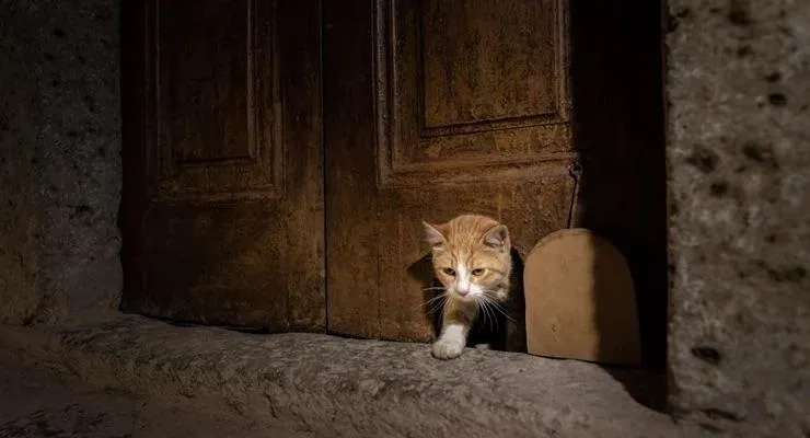 Η ιστορική πορτούλα για τις γάτες στο Τοπ Καπί εξακολουθεί να κεντρίζει το ενδιαφέρον των επισκεπτών