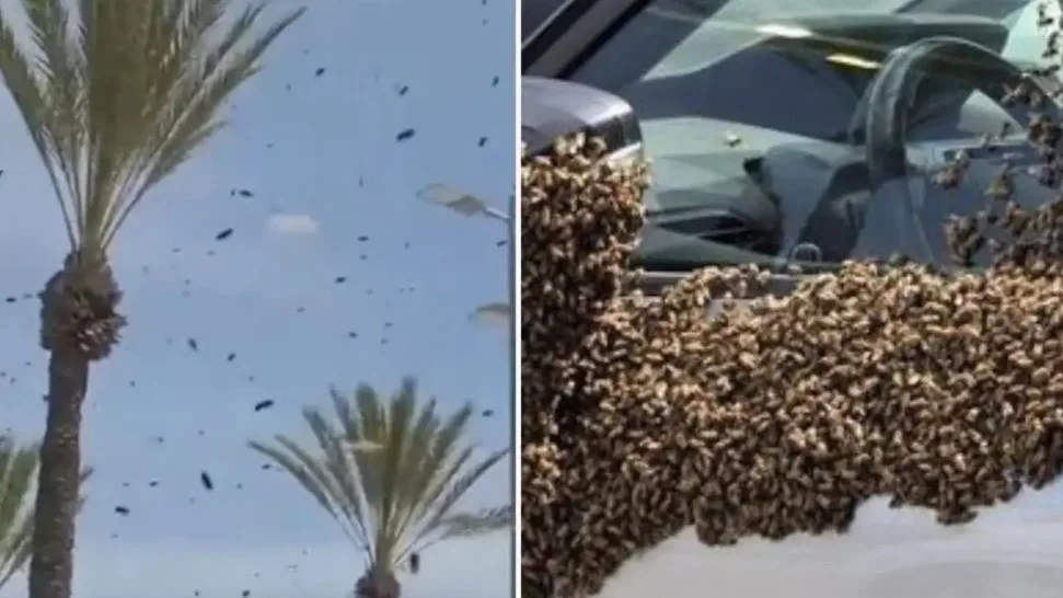 Ισραήλ: Σμήνος από χιλιάδες μέλισσες «μπήκε» σε πόλη στα νότια ΒΙΝΤΕΟ